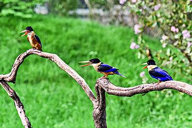 17年名作《扳机之心》Switch版复活众筹 机神少女复归